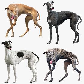 Giraffe (ANIMATED) (FUR)